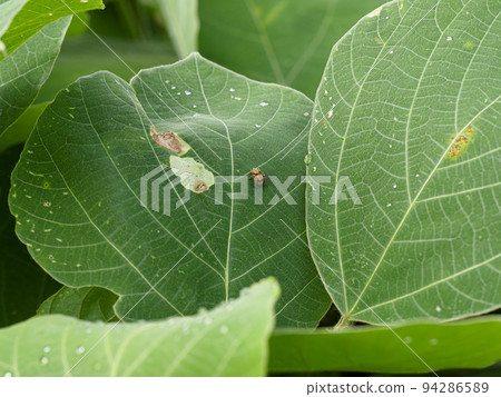 Jumping spider on a leaf Jumping spider on a leaf 94286589