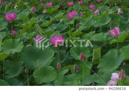 越後妻有兩千年蓮花世界 94286616