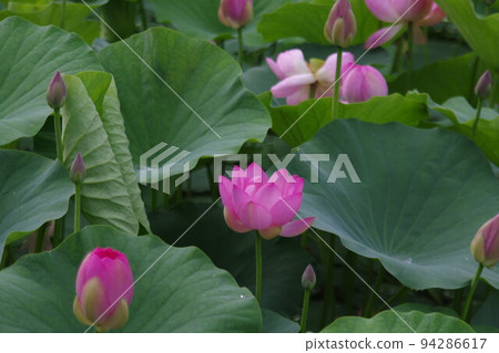 越後妻有兩千年蓮花世界 94286617