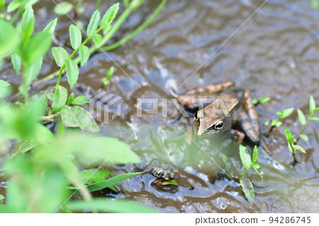 Mountain brown frog Kamakura Central Park 94286745