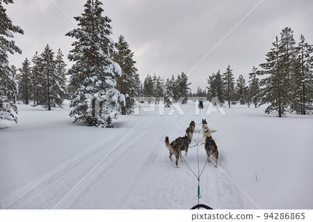 Dog sled ride in winter arctic forest 94286865