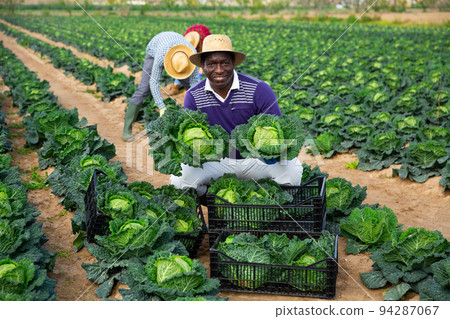African man farmer picking green cabbage African man farmer picking green cabbage 94287067