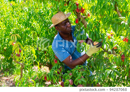 Man working on fruit plantation, gathering peaches Man working on fruit plantation, gathering peaches 94287068