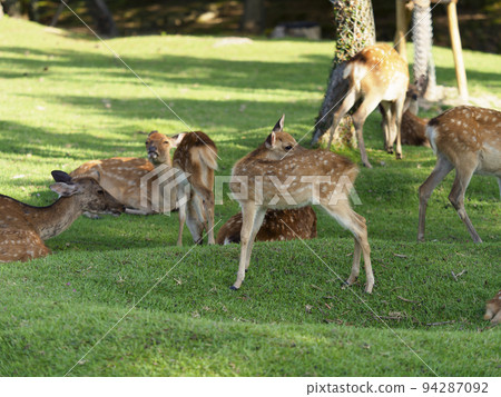 Fawns of Ukigumoenchi, Nara Park 94287092