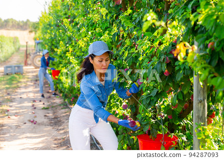 Woman farmer picking plums in fruit garden 94287093