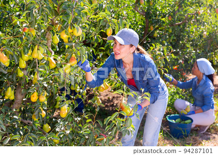 Two women harvesting pears Two women harvesting pears 94287101