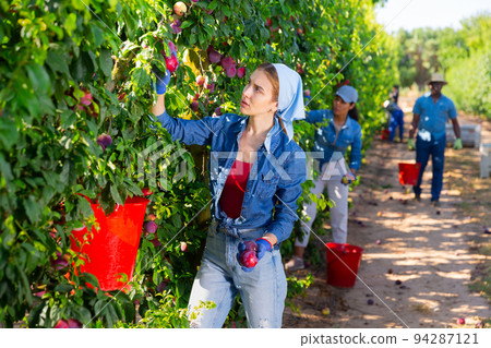 Farmers picking ripe plums in fruit garden Farmers picking ripe plums in fruit garden 94287121