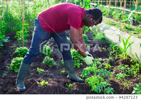 African american supervising growth of tomatoes plants in garden 94287123