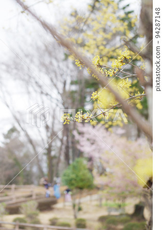 日本山茱萸花與早春風光 94287148