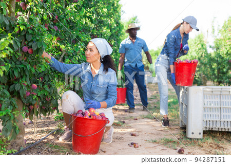Asian woman gardener with red bucket picking plums Asian woman gardener with red bucket picking plums 94287151