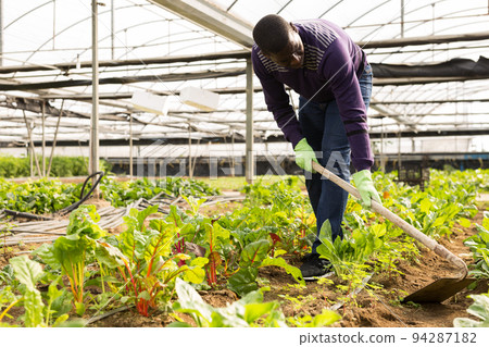 Worker spuds plants in a greenhouse 94287182