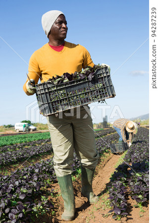 Farmer carrying box with picked red komatsuna 94287239