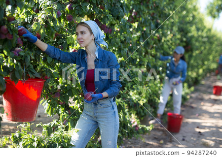 Hardworking woman farmer plucks ripe plums from a tree Hardworking woman farmer plucks ripe plums from a tree 94287240