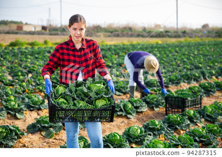 Young female farmer harvesting fresh savoy cabbage 94287315