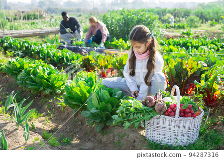 Teenage girl in the vegetable garden loosens the ground under a bush of growing spinach, sitting next to a basket of crops 94287316
