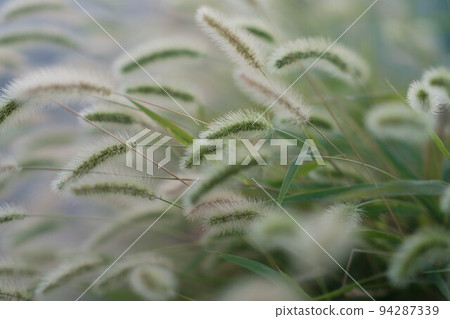 路邊看到一片綠葉。正如花語所暗示的那樣，它是迷人的。 94287339