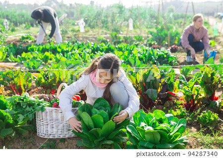 Portrait of a teenage girl with a basket of vegetables and examines the spinach leaves in the kitchen garden Portrait of a teenage girl with a basket of vegetables and examines the spinach leaves in the kitchen garden 94287340