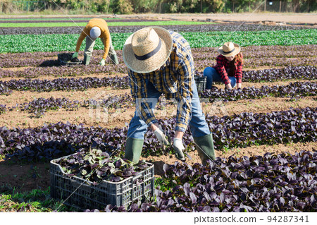 Man gardener picking harvest of red arugula to crate and using knife Man gardener picking harvest of red arugula to crate and using knife 94287341