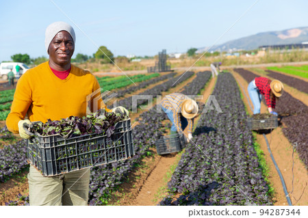 Farmer carrying box with picked red komatsuna Farmer carrying box with picked red komatsuna 94287344