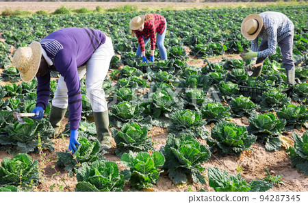 African-american farmer harvesting cabbage in farm field African-american farmer harvesting cabbage in farm field 94287345