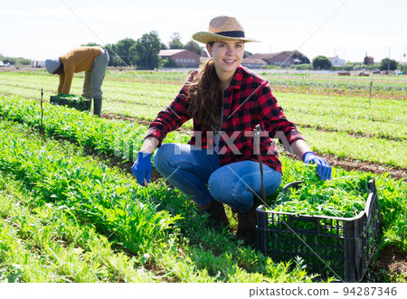 Young woman farmer harvesting arugula at the farm field Young woman farmer harvesting arugula at the farm field 94287346