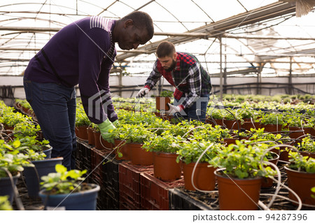 Male florists take care of mint plants 94287396