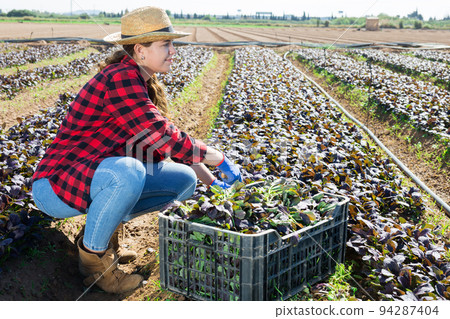 Young female gardener harvesting red canonigos at farm field Young female gardener harvesting red canonigos at farm field 94287404