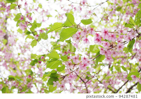 Wild cherry blossom Wild cherry blossom 94287481