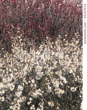Red and white plum Red and white plum 94287633