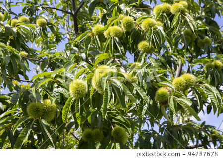 Chestnut Tree Chestnut Tree 94287678