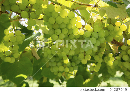 水果採摘 94287949