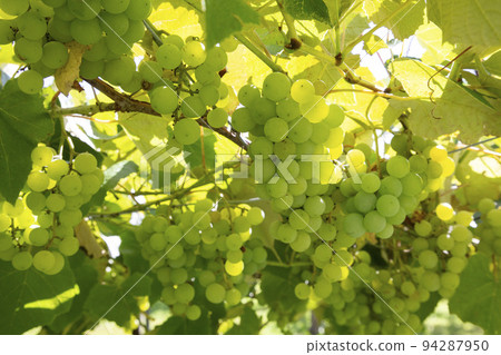 水果採摘 94287950