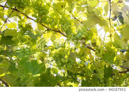 水果採摘 94287951