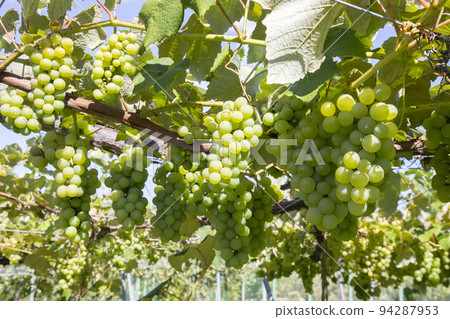 水果採摘 94287953