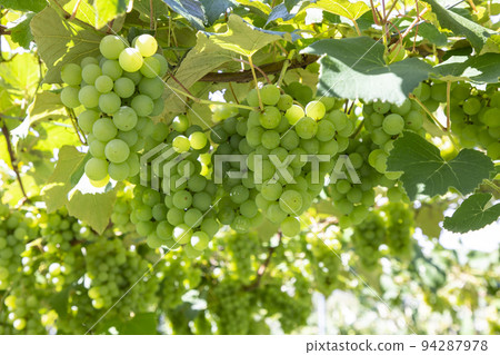 Fruit picking 94287978