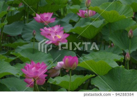 越後妻有2000年蓮花世界 越後妻有2000年蓮花世界 94288384