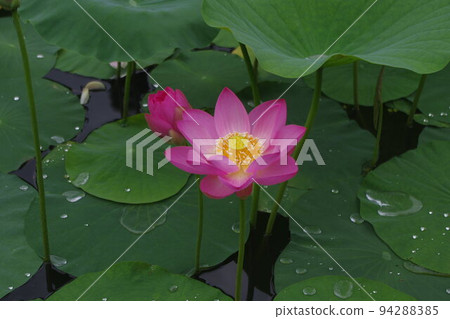 越後妻有2000年蓮花世界 越後妻有2000年蓮花世界 94288385