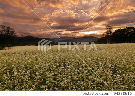 Hasso, Minamiaizu-cho, Minamiaizu-gun, Fukushima Prefecture White buckwheat flowers and the sunset sky in the Takatsuehara district of the Tateiwa area Hasso, Minamiaizu-cho, Minamiaizu-gun, Fukushima Prefecture White buckwheat flowers and the sunset sky in the Takatsuehara district of the Tateiwa area 94288616