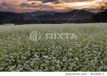 福島縣南會津郡南會津町八莊 立岩地區高松原地區的白蕎麥花和落日的天空 94288617