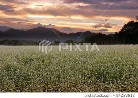 Hasso, Minamiaizu-cho, Minamiaizu-gun, Fukushima Prefecture White buckwheat flowers and the sunset sky in the Takatsuehara district of the Tateiwa area 94288618