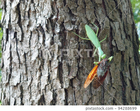 The world of weak meat and strong food as seen in praying mantises and cicadas 2 94288699