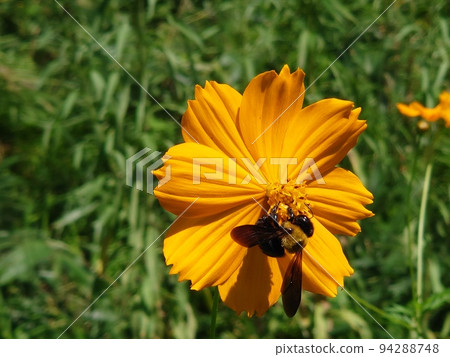 Coexistence of yellow flowers and bees 94288748