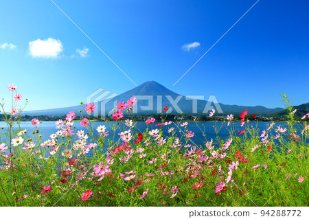 Autumn cosmos bloom at Lake Kawaguchi, Kawaguchiko Town, Yamanashi Prefecture 94288772