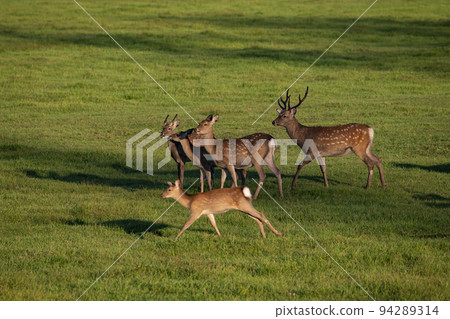 Ezo deer 94289314