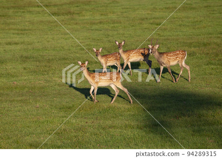 Ezo deer 94289315