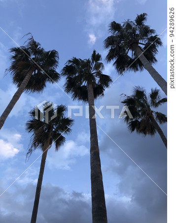 Palm tree Palm tree 94289626