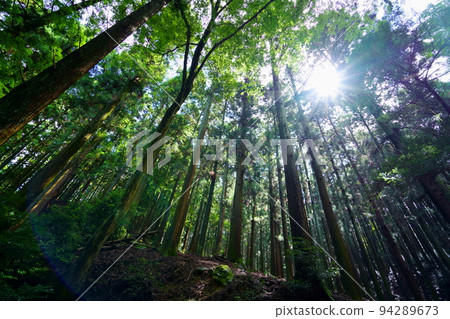 奈良奧山車道/黑暗原始森林 94289673