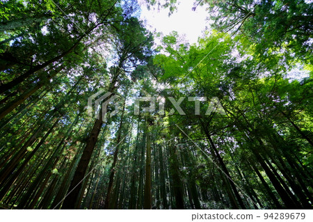 奈良奧山車道/黑暗原始森林 奈良奧山車道/黑暗原始森林 94289679