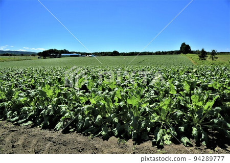 Beet (sugar beet) field Beet (sugar beet) field 94289777