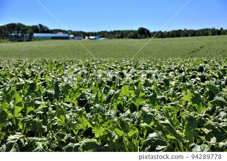 Beet (sugar beet) field Beet (sugar beet) field 94289778